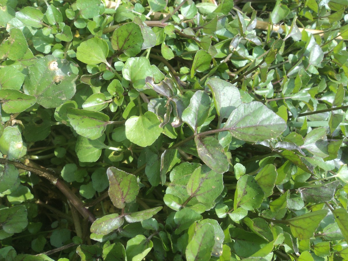 Nasturtium officinale W.T.Aiton